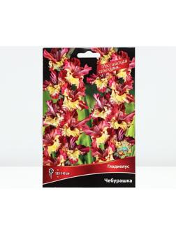 Гладиолус крупноцветковой 