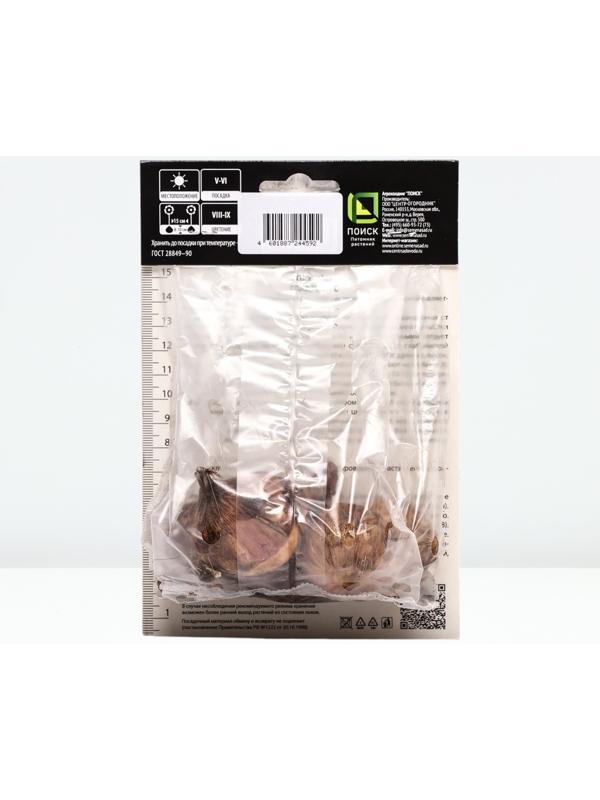 Гладиолус крупноцветковой 