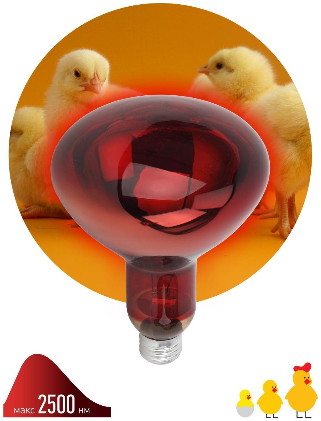 Инфракрасная лампа ЭРА ИКЗК 220-250 R127 для обогрева животных 250 Вт Е27