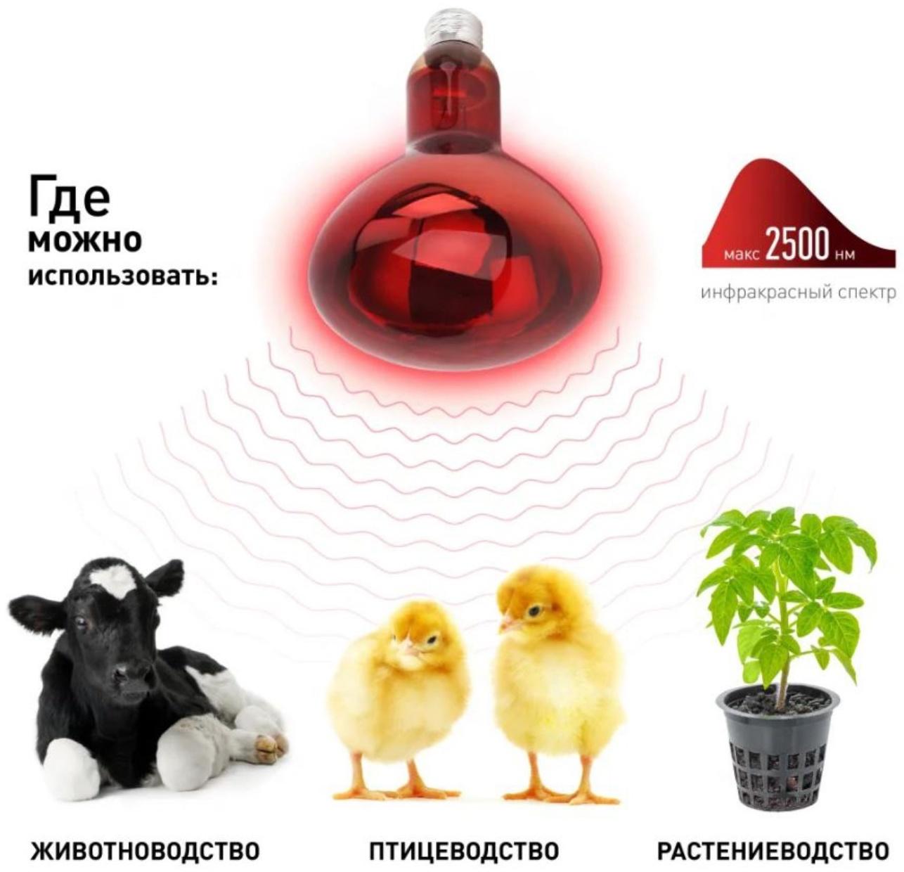 Инфракрасная лампа ЭРА ИКЗК 220-250 R127 для обогрева животных 250 Вт Е27