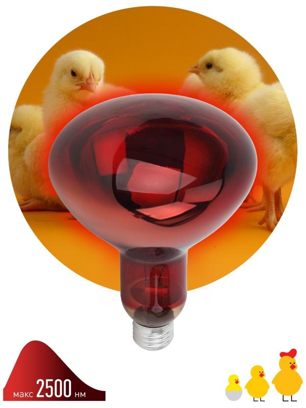 Инфракрасная лампа ЭРА ИКЗК 220-250 R127 для обогрева животных 250 Вт Е27