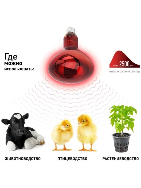 Инфракрасная лампа ЭРА ИКЗК 220-250 R127 для обогрева животных 250 Вт Е27