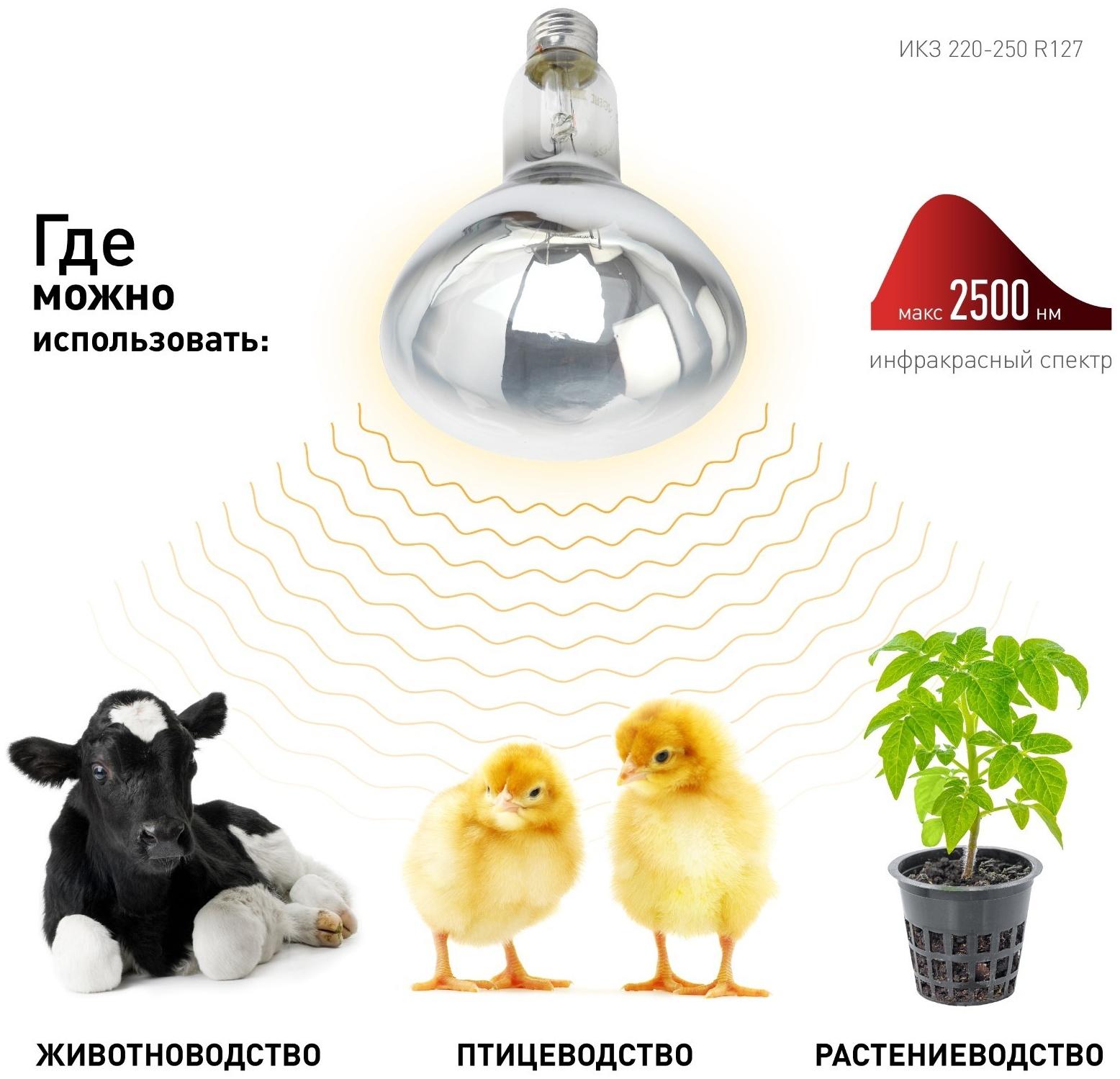 Инфракрасная лампа ЭРА ИКЗ 220-250 R127 для обогрева животных 220-250 Вт Е27