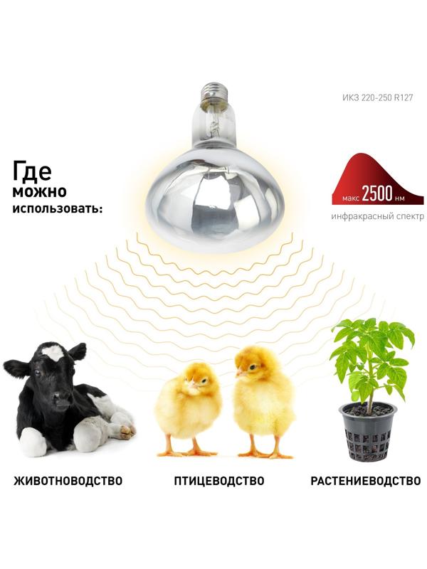 Инфракрасная лампа ЭРА ИКЗ 220-250 R127 для обогрева животных 220-250 Вт Е27