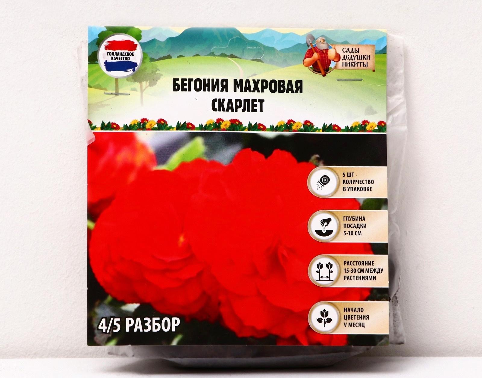 Бегония махровая 