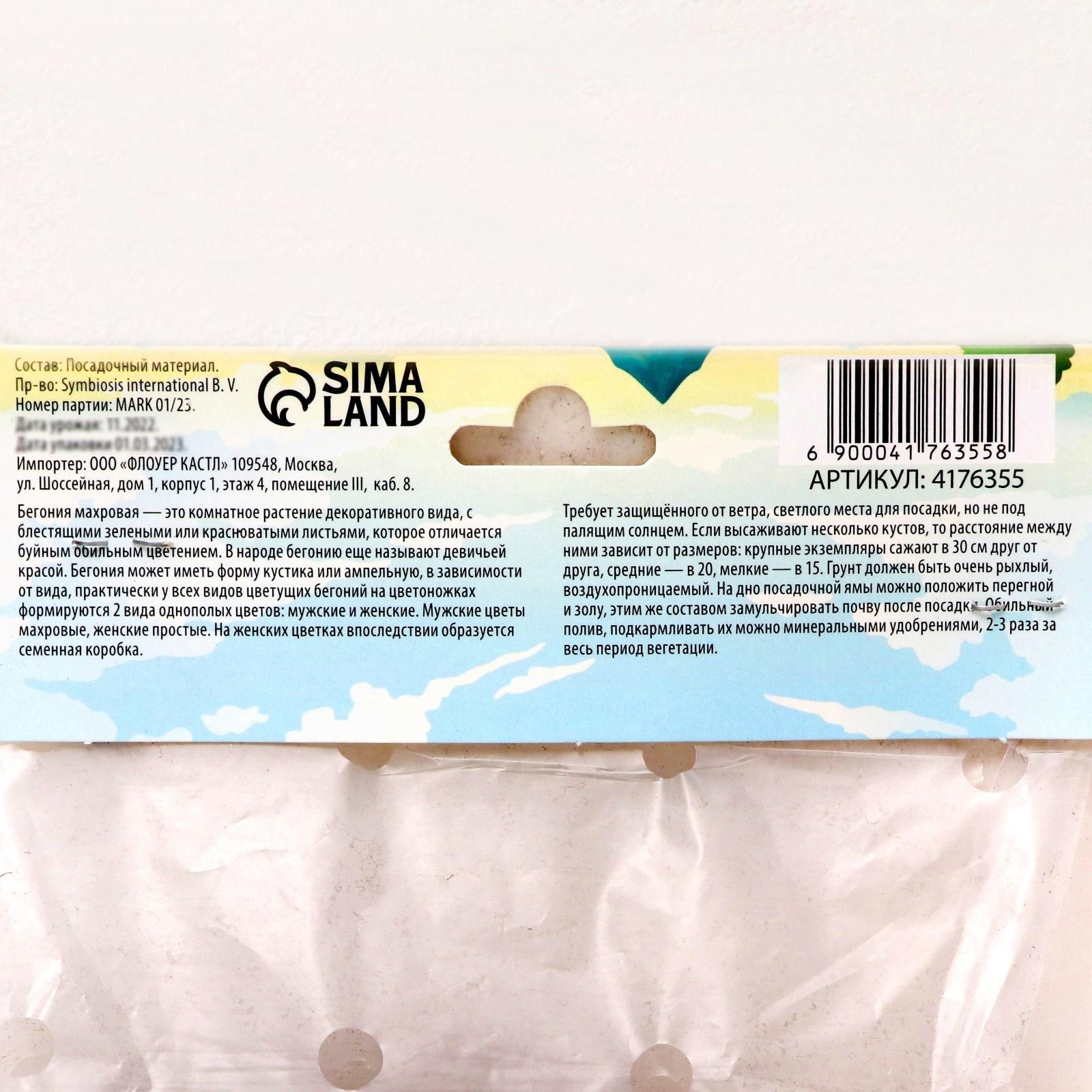 Бегония махровая 