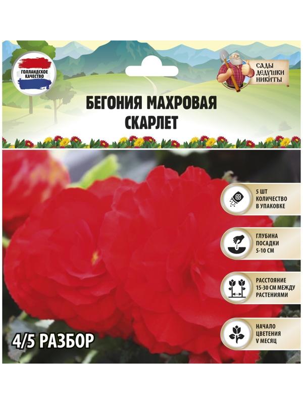 Бегония махровая 