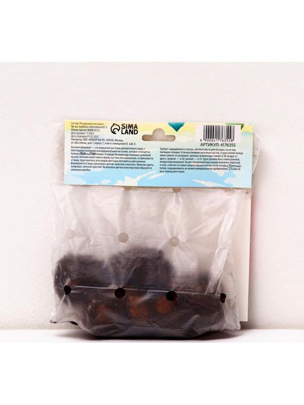 Бегония махровая 