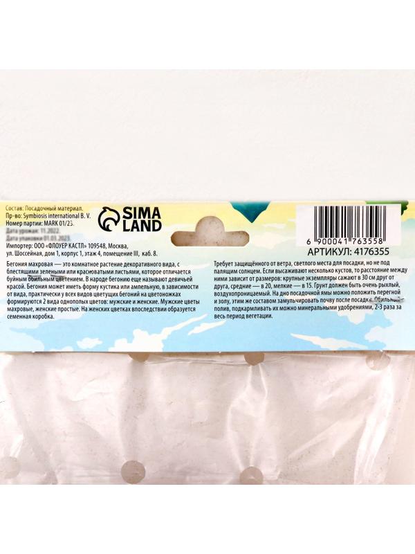 Бегония махровая 