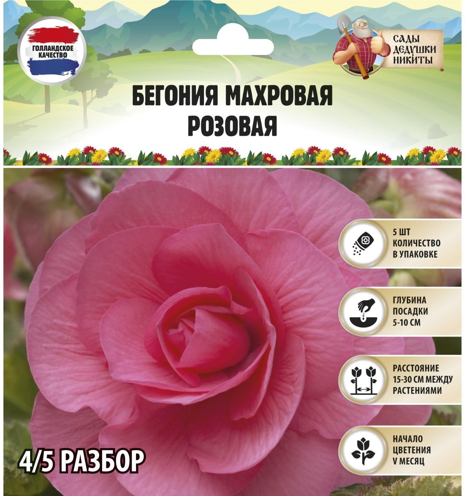 Бегония махровая 