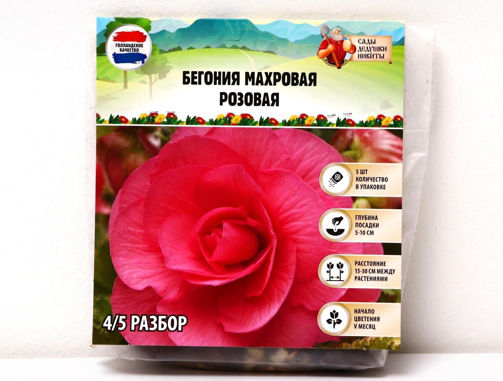 Бегония махровая 