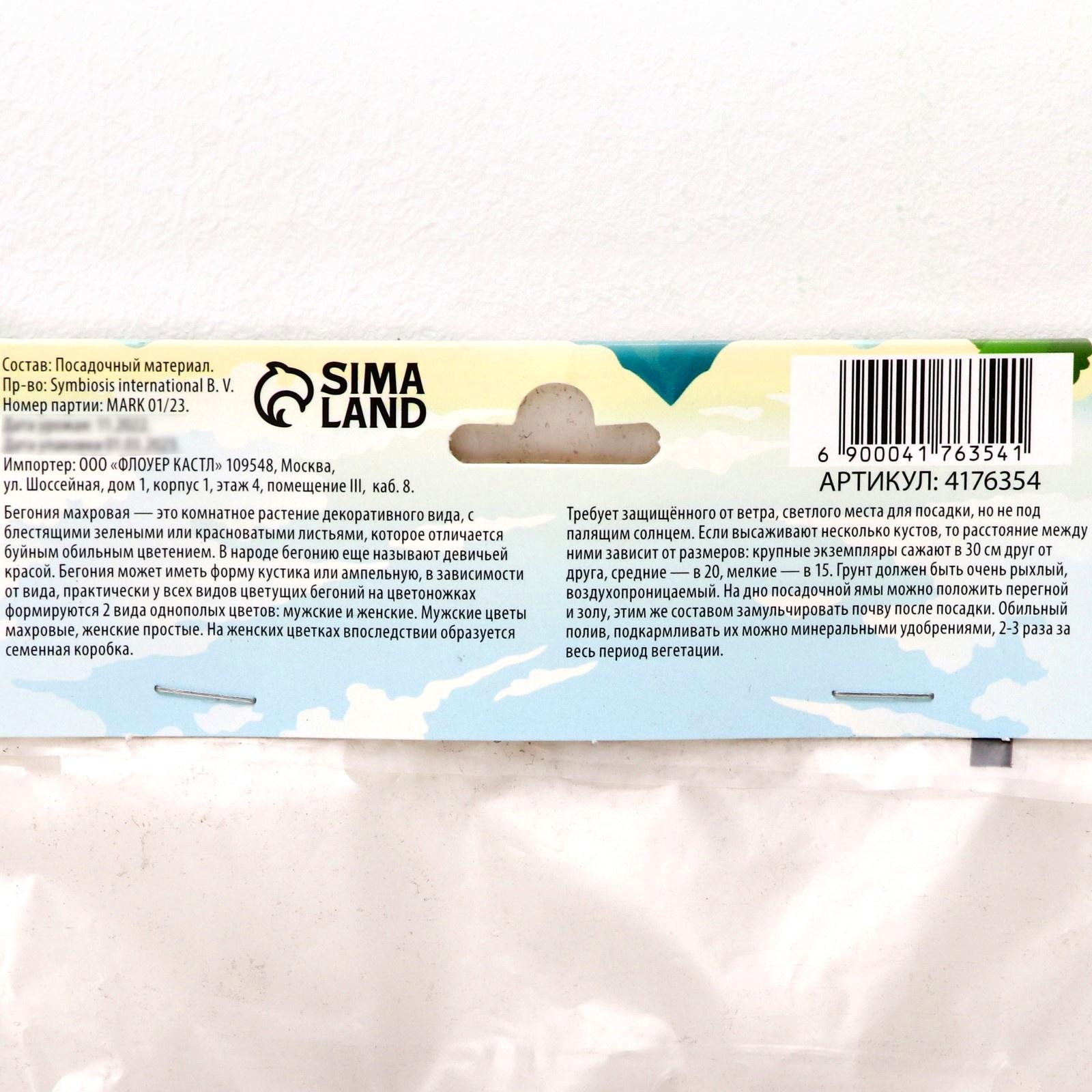 Бегония махровая 