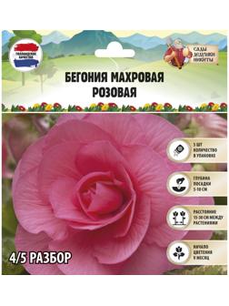 Бегония махровая 