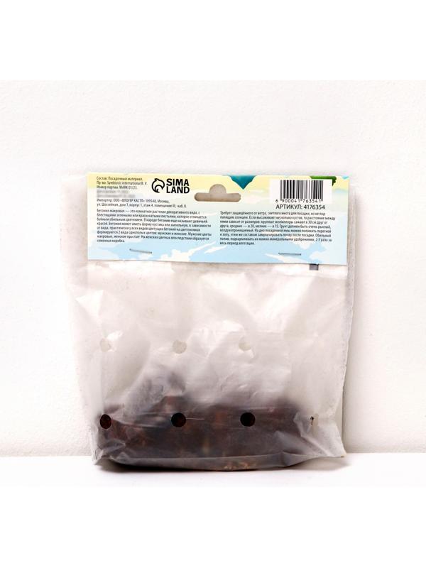 Бегония махровая 