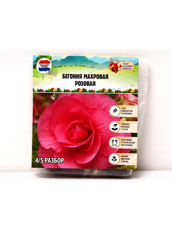 Бегония махровая 