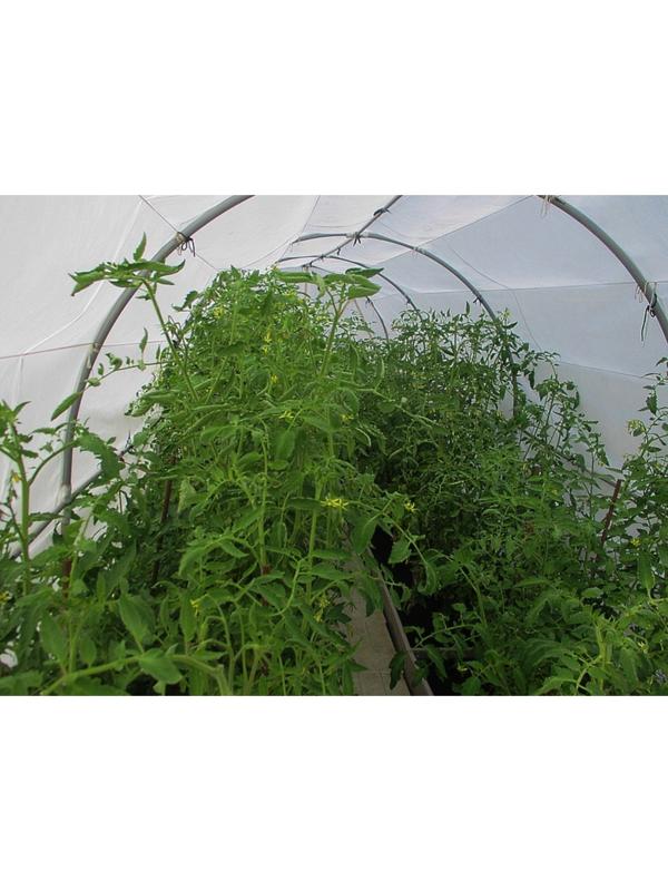 Теплица «МегаСталь-Сказка», 5 × 2 × 2 м, стальной каркас, профиль 20 × 20 мм, спанбонд 100 г/м²