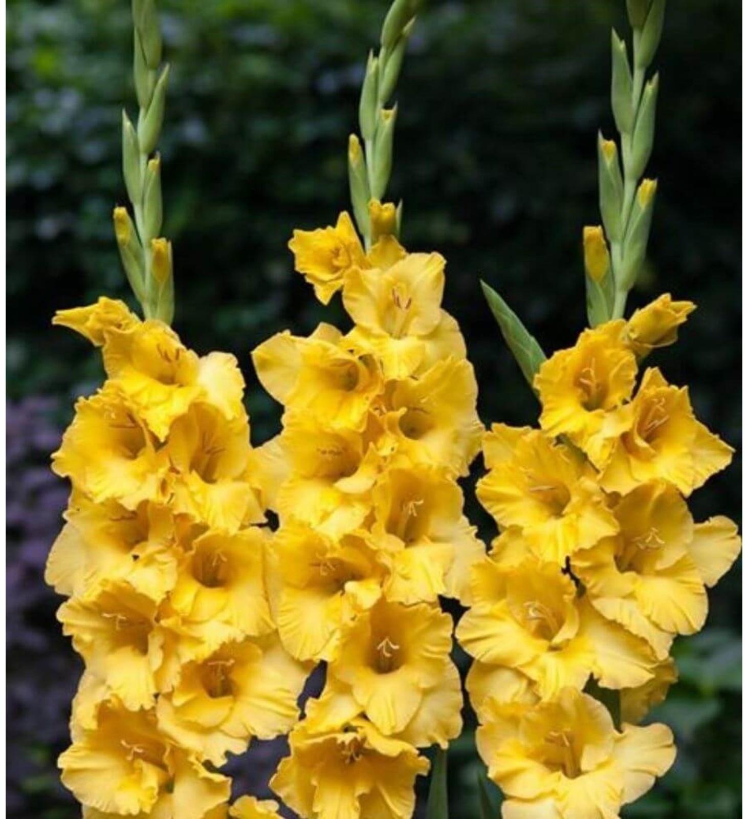 Гладиолус Йеллоу Стар, 8/10 р-р, 4 шт. Весна 2024