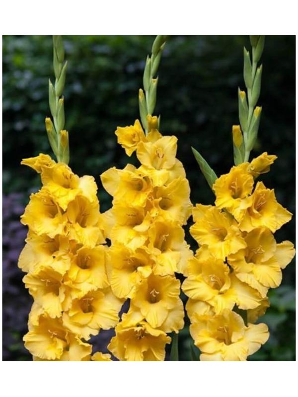 Гладиолус Йеллоу Стар, 8/10 р-р, 4 шт. Весна 2024