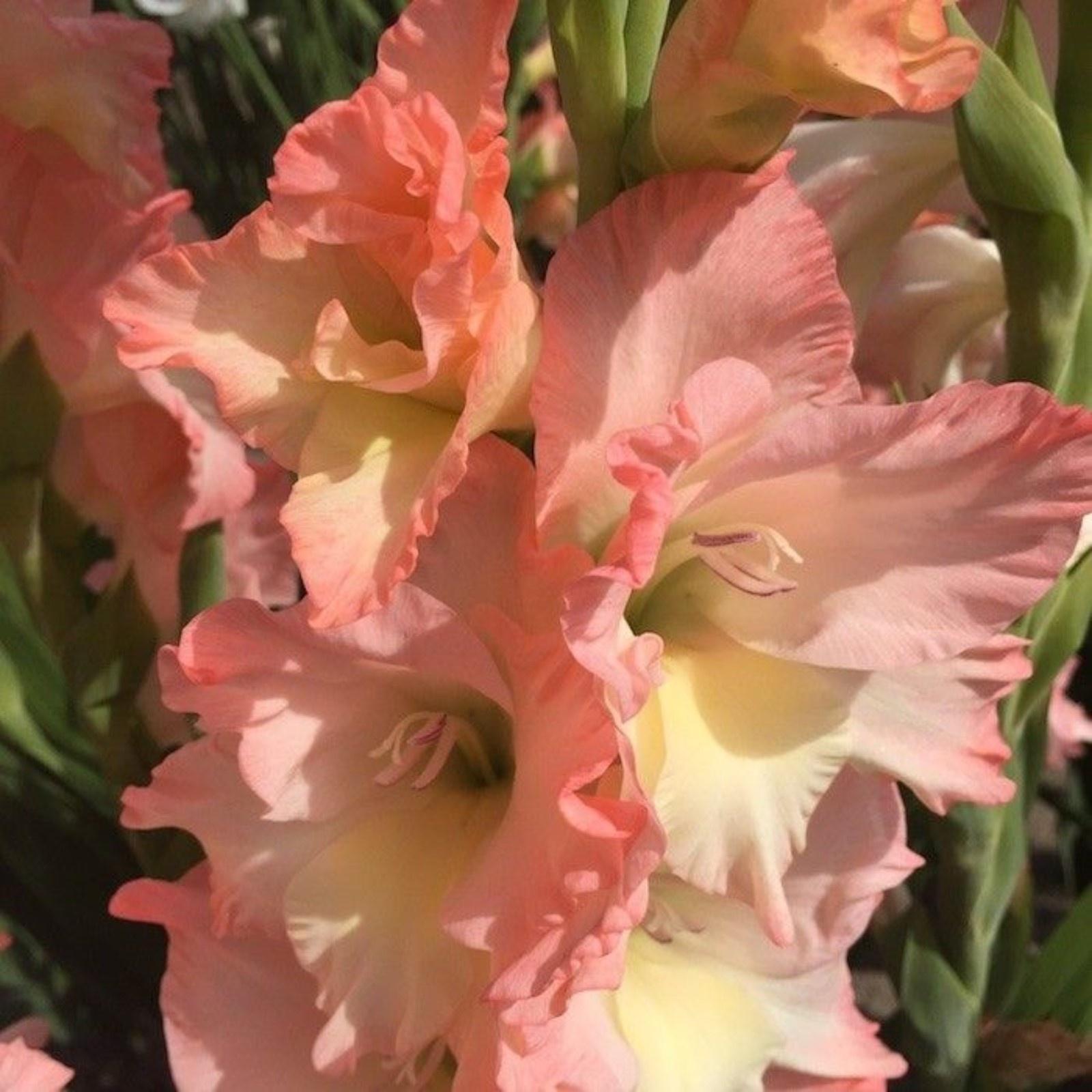 Гладиолус Карлесс, 8/10 р-р, 4 шт. Весна 2024