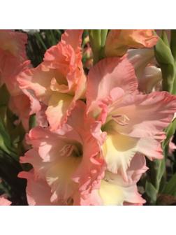 Гладиолус Карлесс, 8/10 р-р, 4 шт. Весна 2024