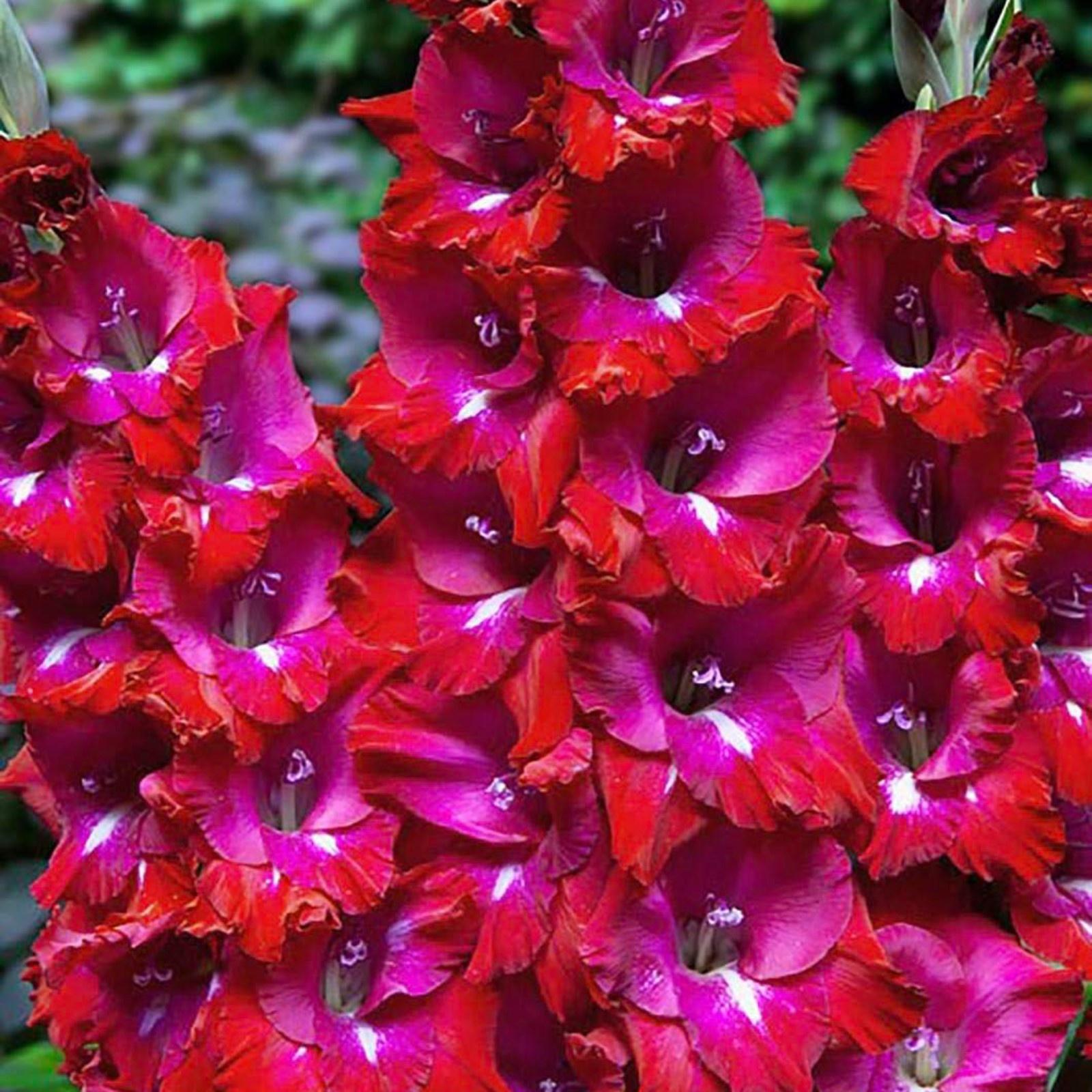 Гладиолус Сан Сиро, 12/14 р-р, 6 шт. Весна 2024