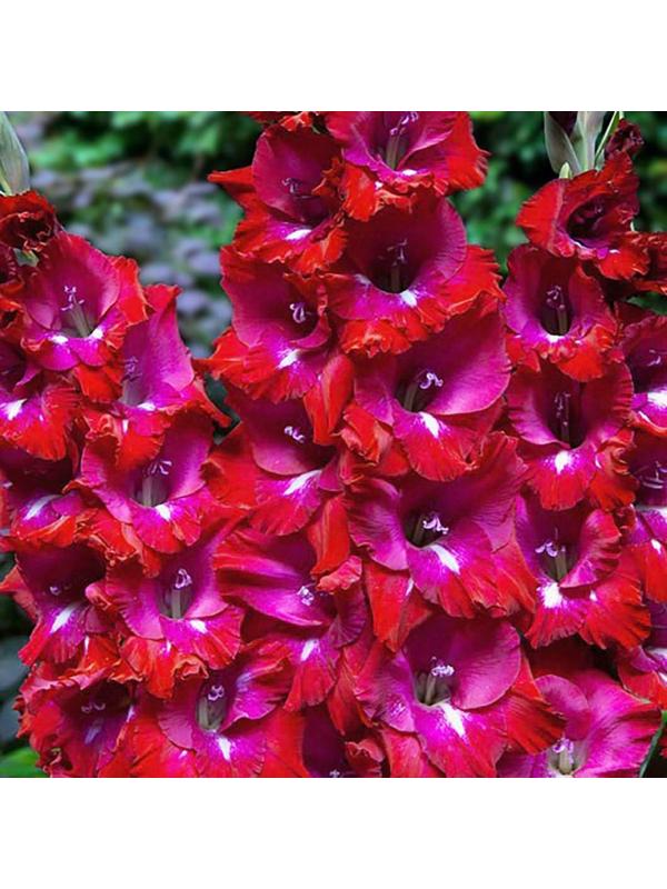 Гладиолус Сан Сиро, 12/14 р-р, 6 шт. Весна 2024