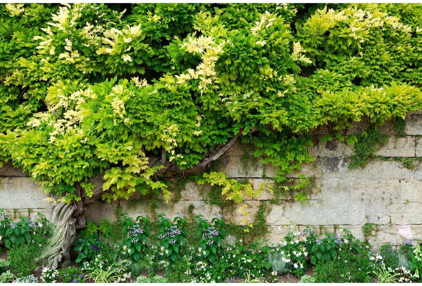 Фотобаннер, 250 × 150 см, с фотопечатью, люверсы шаг 1 м, с люверсами, «Лиана»