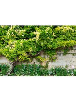 Фотобаннер, 250 × 150 см, с фотопечатью, люверсы шаг 1 м, с люверсами, «Лиана»