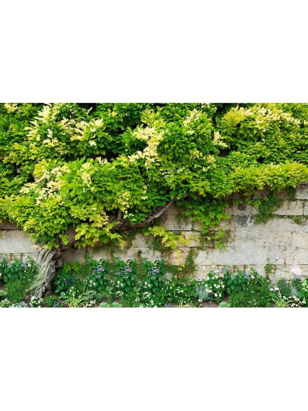 Фотобаннер, 250 × 150 см, с фотопечатью, люверсы шаг 1 м, с люверсами, «Лиана»