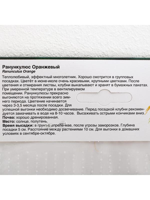 Ранункулюс Оранжевый р-р 7/8, 10 шт