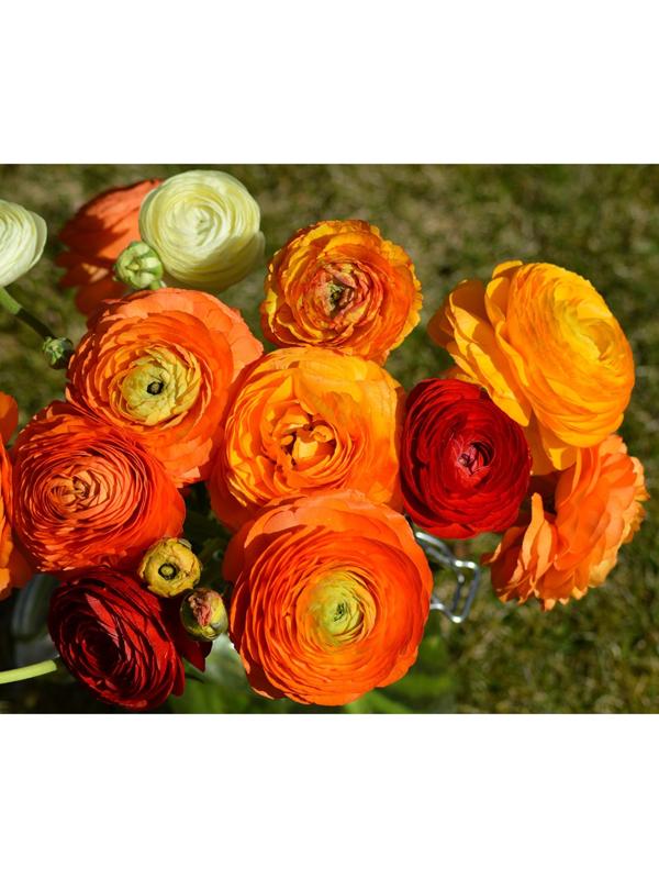 Ранункулюс Оранжевый р-р 7/8, 10 шт
