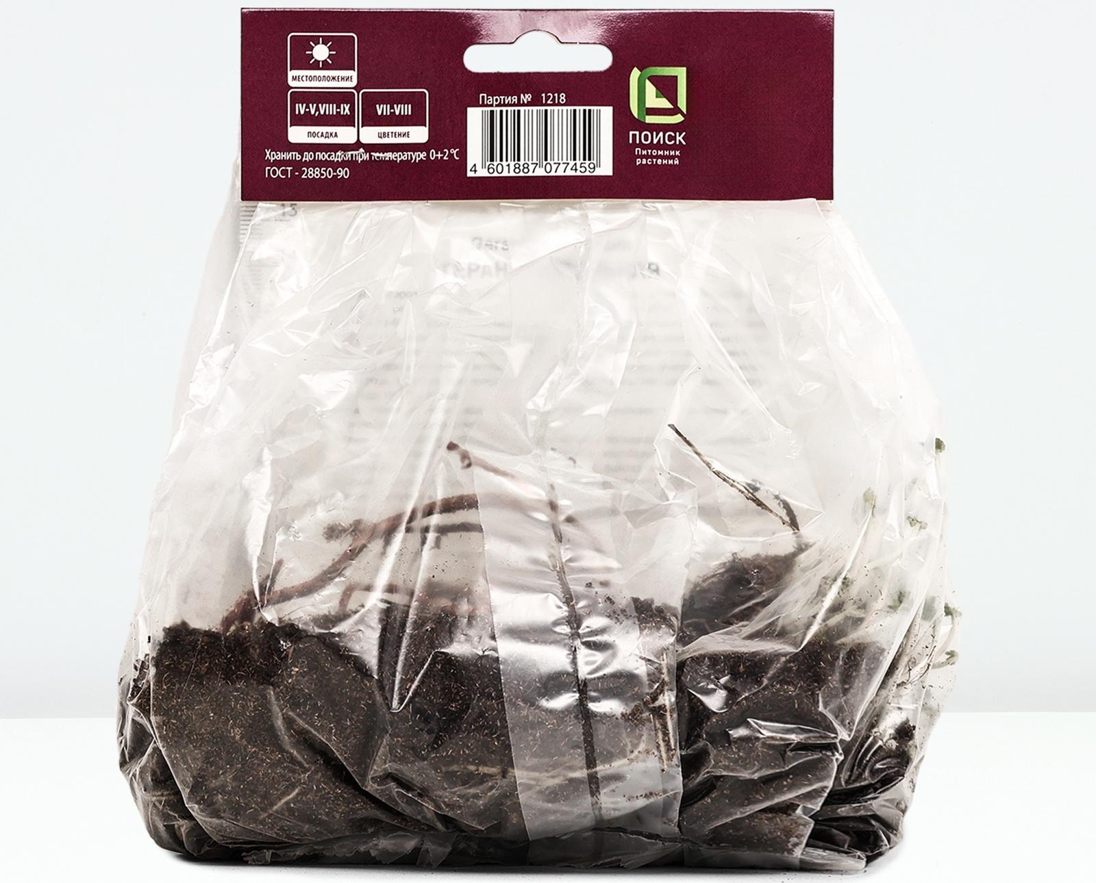 Герань пепельная Джузеппе, р-р I, 1 шт, Весна 2024