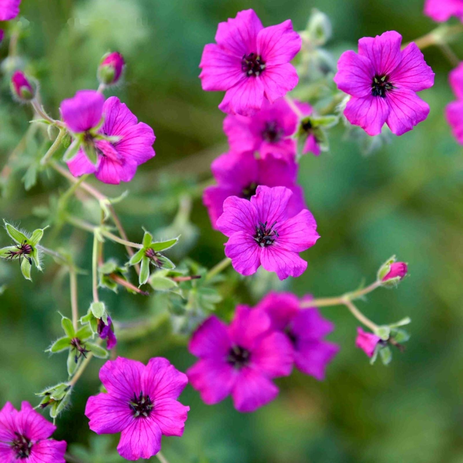 Герань пепельная Джузеппе, р-р I, 1 шт, Весна 2024