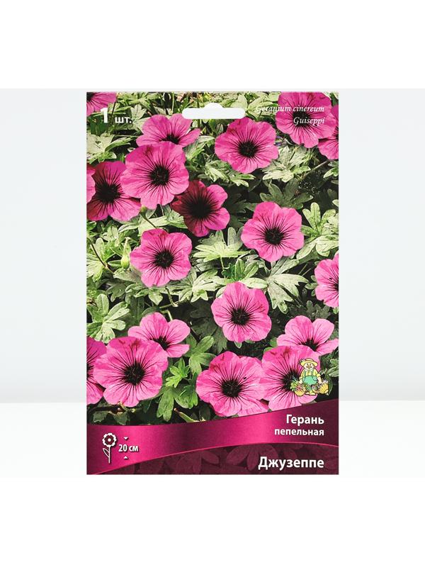Герань пепельная Джузеппе, р-р I, 1 шт, Весна 2024
