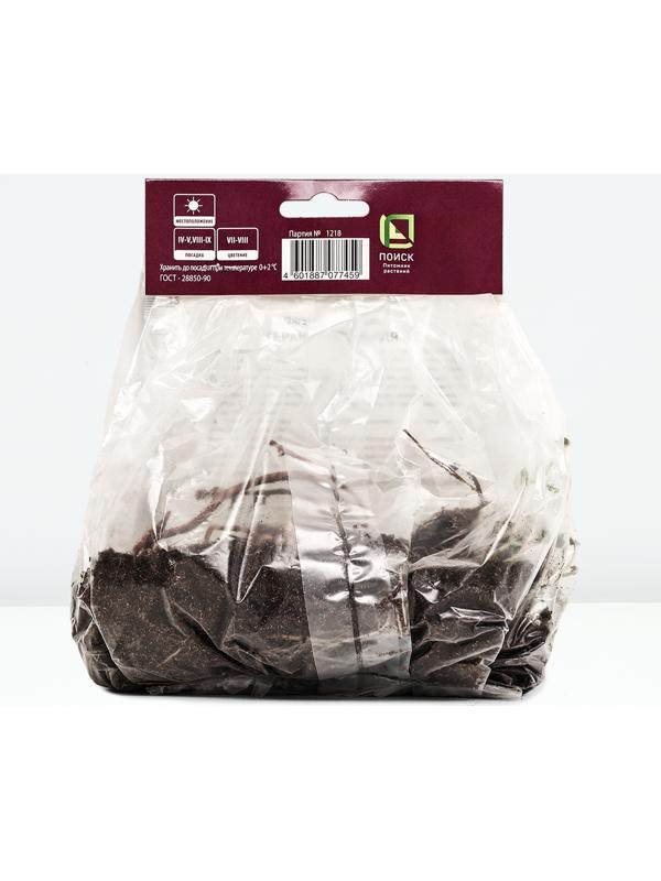 Герань пепельная Джузеппе, р-р I, 1 шт, Весна 2024