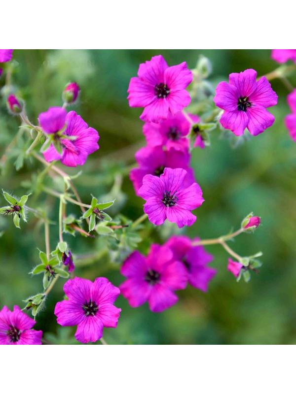 Герань пепельная Джузеппе, р-р I, 1 шт, Весна 2024