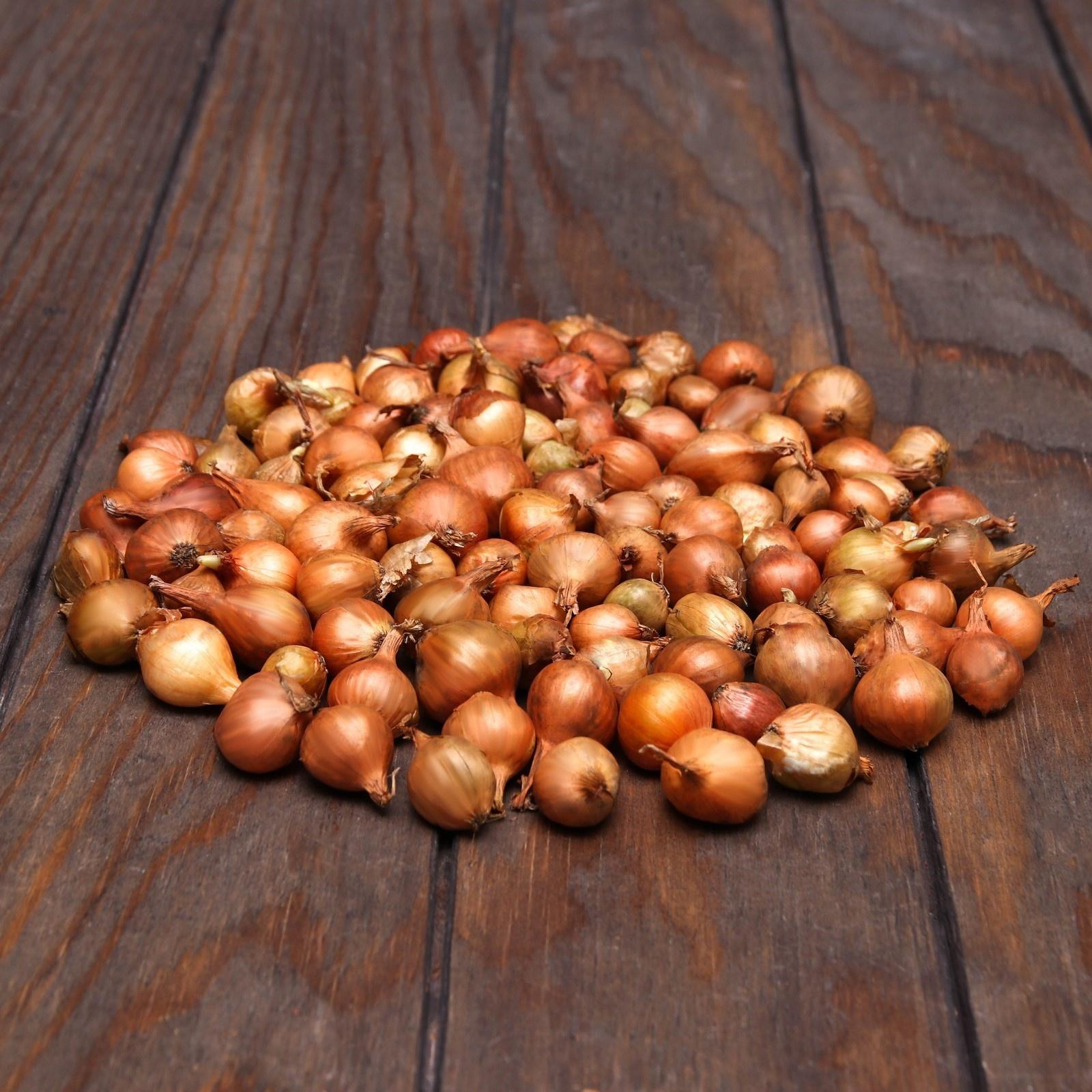 Лук севок Штутгартен ризен , р-р 18-21 0,5 кг, Весна 2025