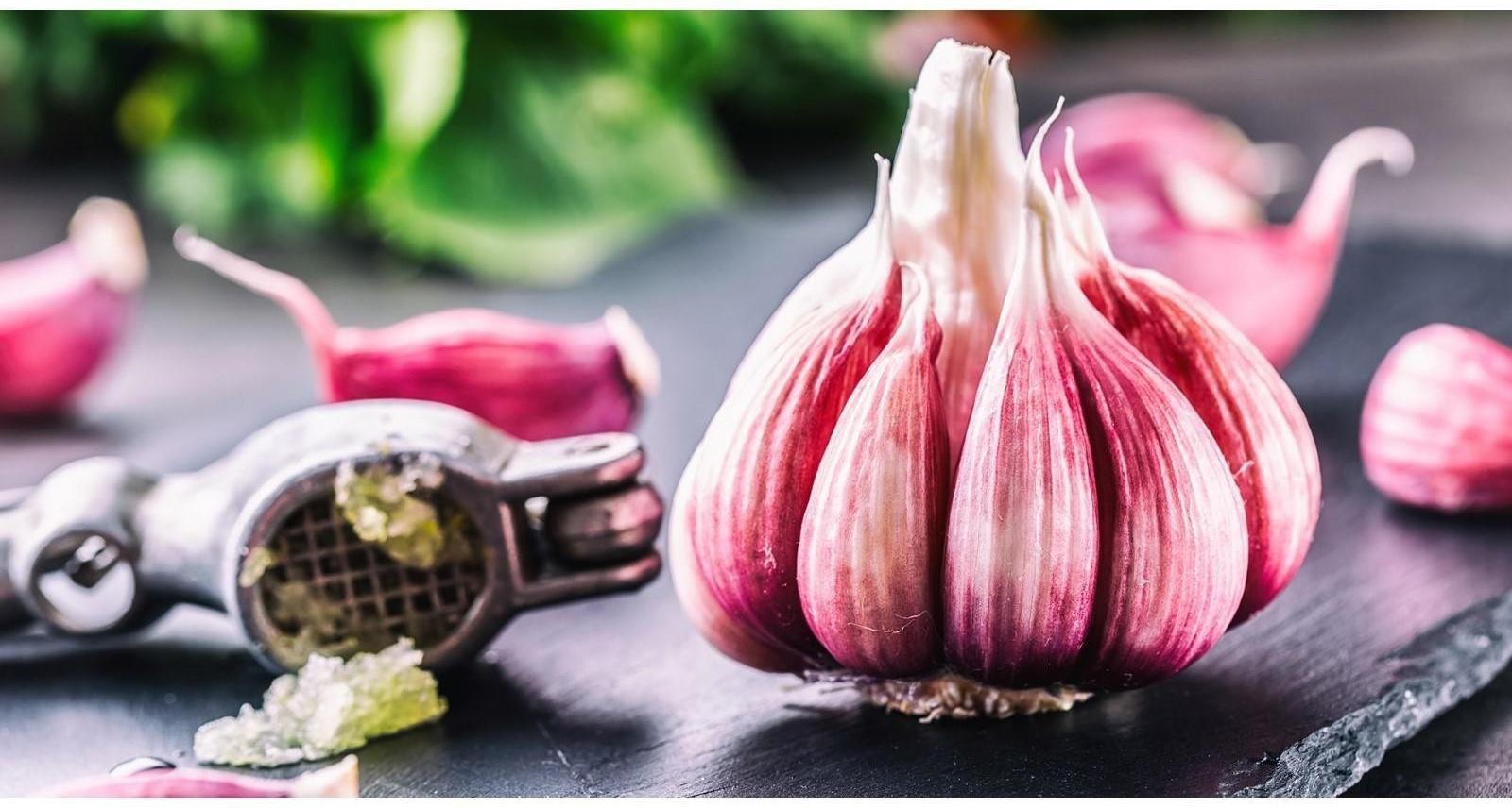 Чеснок озимый Любаша 50+, сетка 0,5 кг