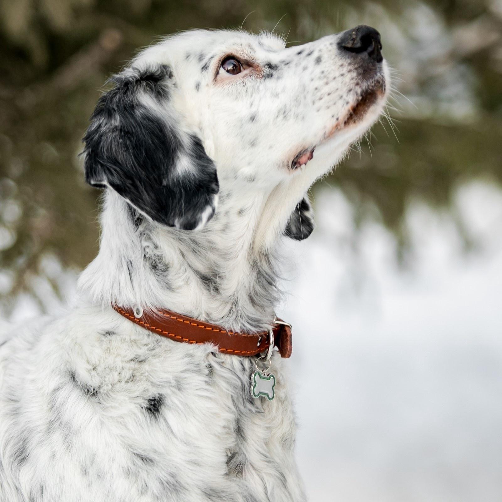 Адресник под гравировку 
