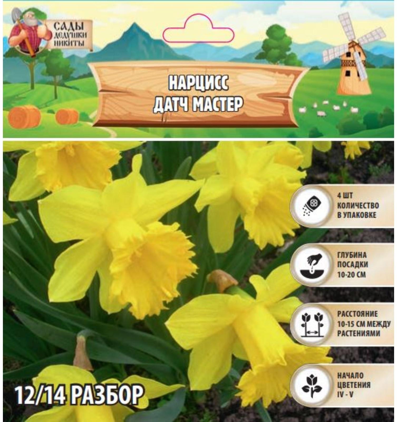 Нарцисс  Датч мастер, р-р 12/14, 4 шт, Осень 2024