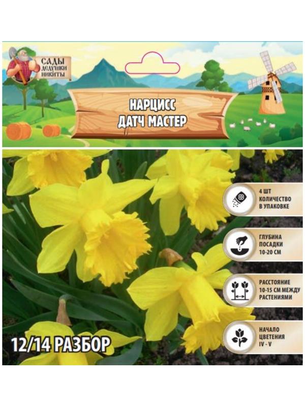 Нарцисс  Датч мастер, р-р 12/14, 4 шт, Осень 2024