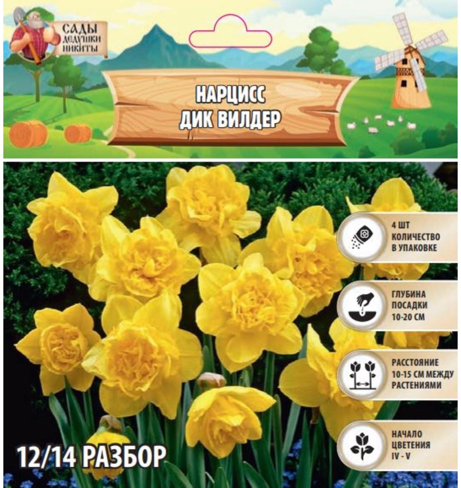 Нарцисс  Дик вилдер, р-р 12/14, 4 шт, Осень 2024