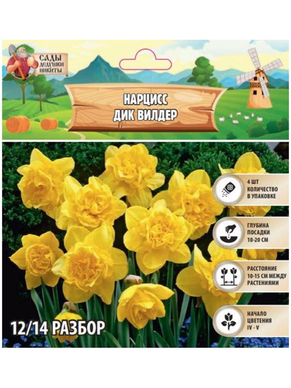 Нарцисс  Дик вилдер, р-р 12/14, 4 шт, Осень 2024
