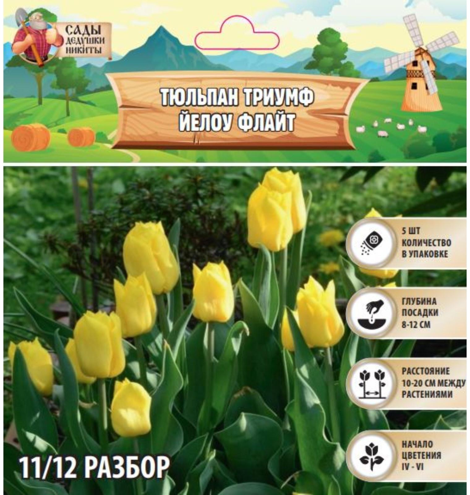 Тюльпан Триумф Йелоу Флайт, р-р 11/12, 5 шт, Осень 2024