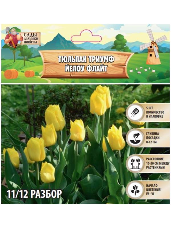 Тюльпан Триумф Йелоу Флайт, р-р 11/12, 5 шт, Осень 2024
