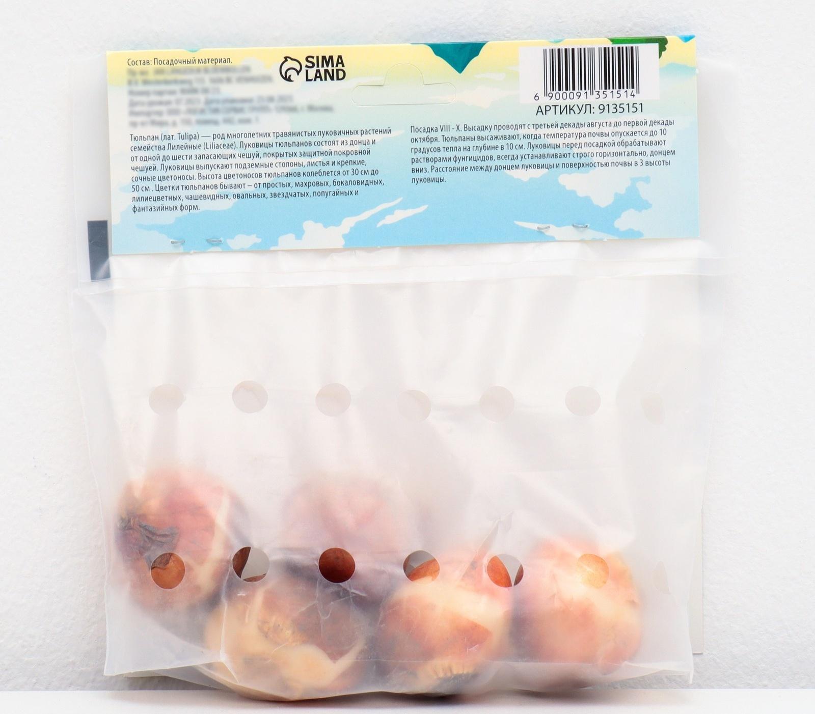 Тюльпан Триумф Стронг Голд, р-р 11/12, 5 шт, Осень 2024