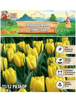 Тюльпан Триумф Стронг Голд, р-р 11/12, 5 шт, Осень 2024