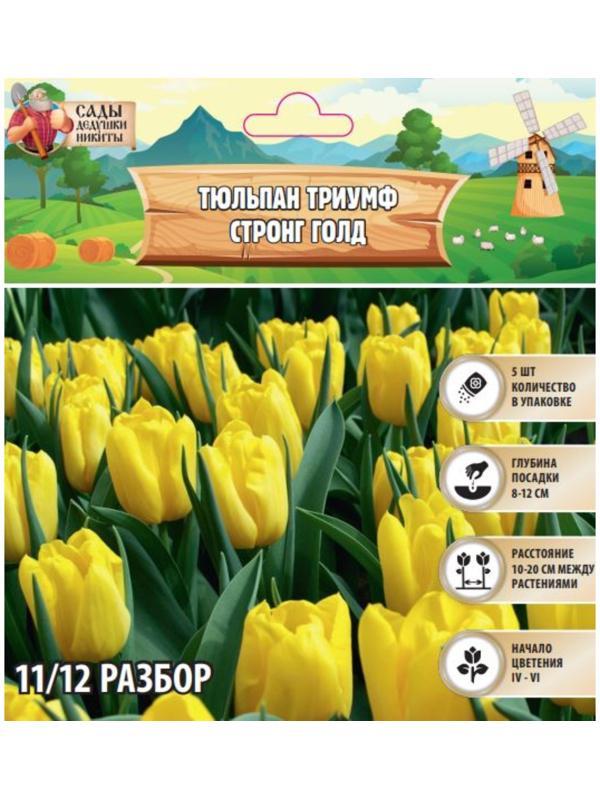 Тюльпан Триумф Стронг Голд, р-р 11/12, 5 шт, Осень 2024