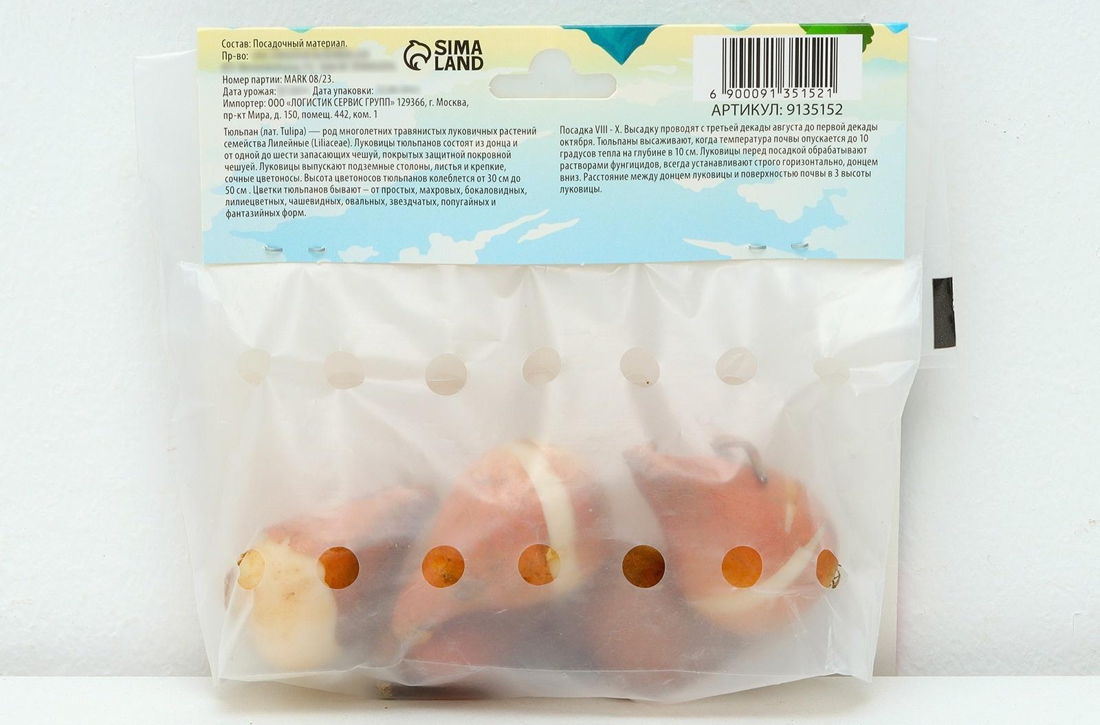 Тюльпан Триумф Династия, р-р 11/12, 5 шт, Осень 2024