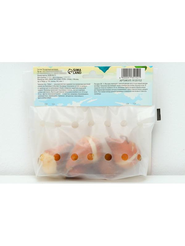 Тюльпан Триумф Династия, р-р 11/12, 5 шт, Осень 2024